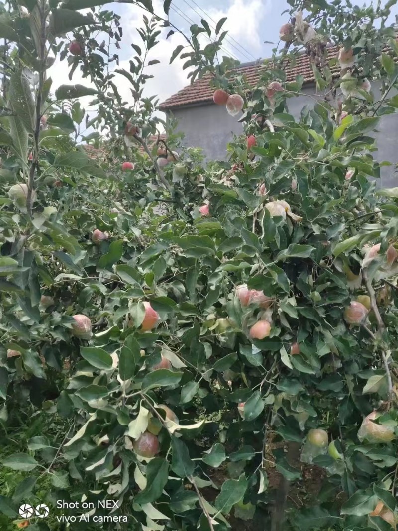 【实力】山东临沂沂水县红露苹果产地直发，果型好口感好，欢迎