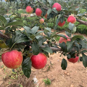 精品鲁丽苹果大量上市口感脆甜可口欢迎选购