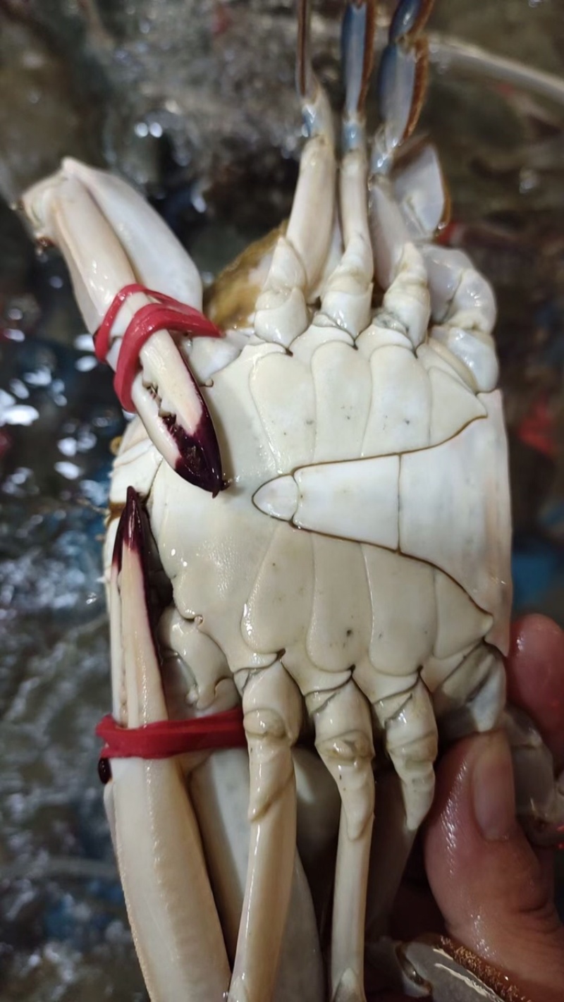 梭子蟹大公蟹