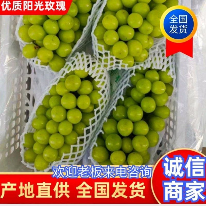 【荐】万亩阳光玫瑰葡萄质优价廉可对接商超诚信经营欢迎咨询