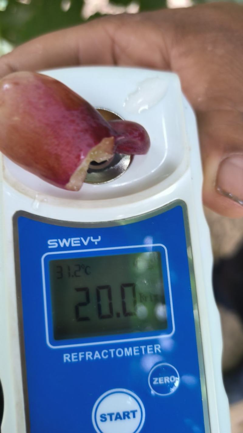 敦煌里扎马特葡萄早熟葡萄皮薄肉厚口感清甜多汁
