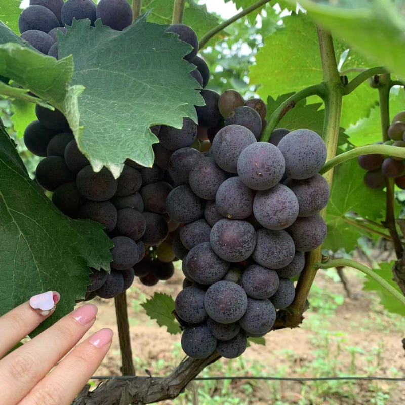 夏黑葡萄0.8~1斤5%以下，套袋夏黑葡萄大量上市，