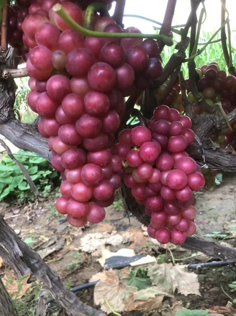 鲁山万亩巨峰葡萄大量上市中，现有乒乓球巨峰夏黑