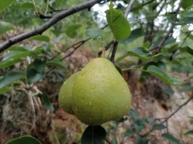 【沙梨】云南红河鲁沙梨大量供应对接全国客商皮薄多汁可看货