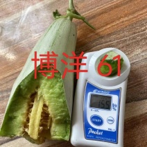 【优】博洋61头茬长丰拐集瓜果市场货源充足量大从优