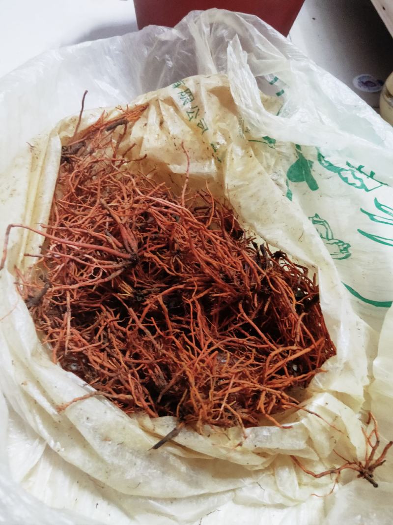 云南省红河屏边和平红根野蚕豆