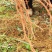 云南省红河屏边和平红根野蚕豆