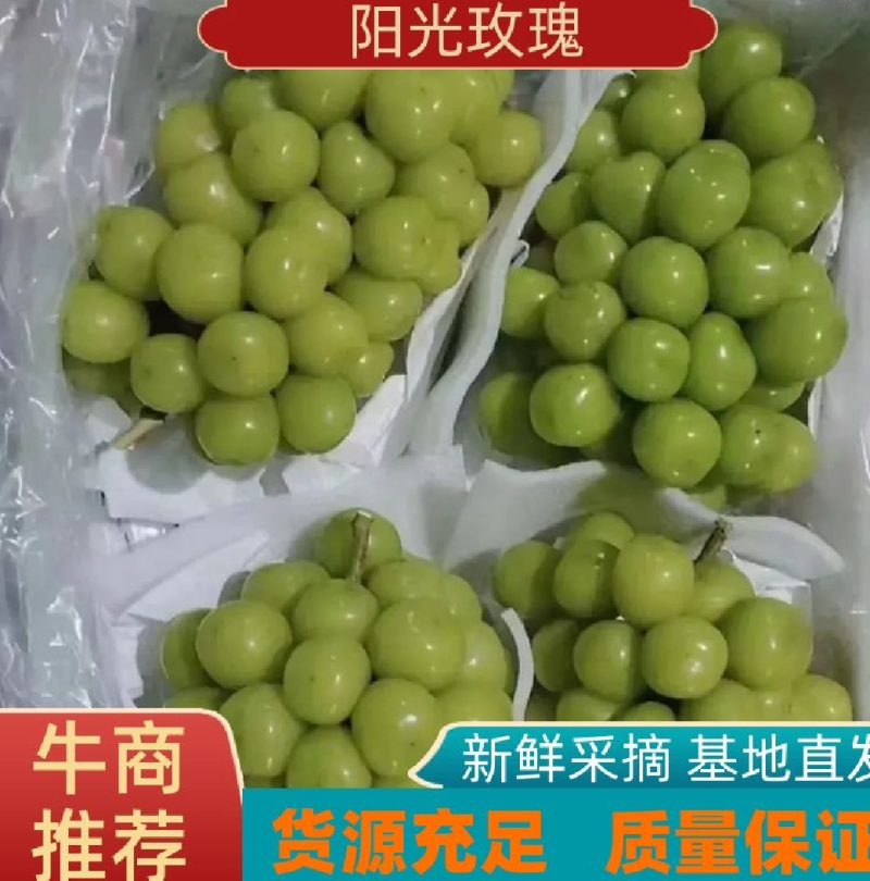 河北葡萄阳光玫瑰货源充足价格实惠实力代发全国