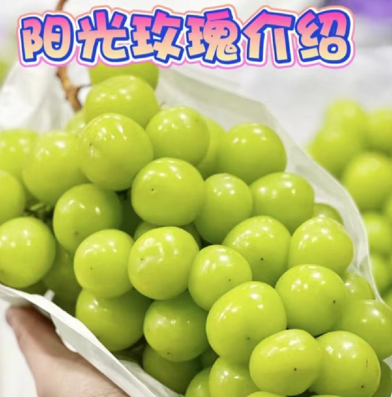 河北葡萄阳光玫瑰货源充足价格实惠实力代发全国