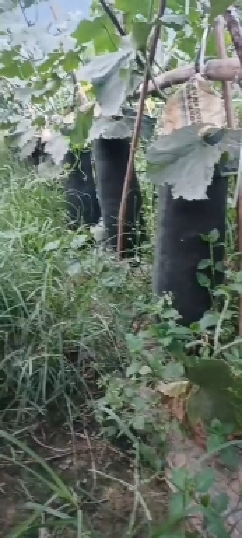 精品冬瓜，产地直发，量大从优