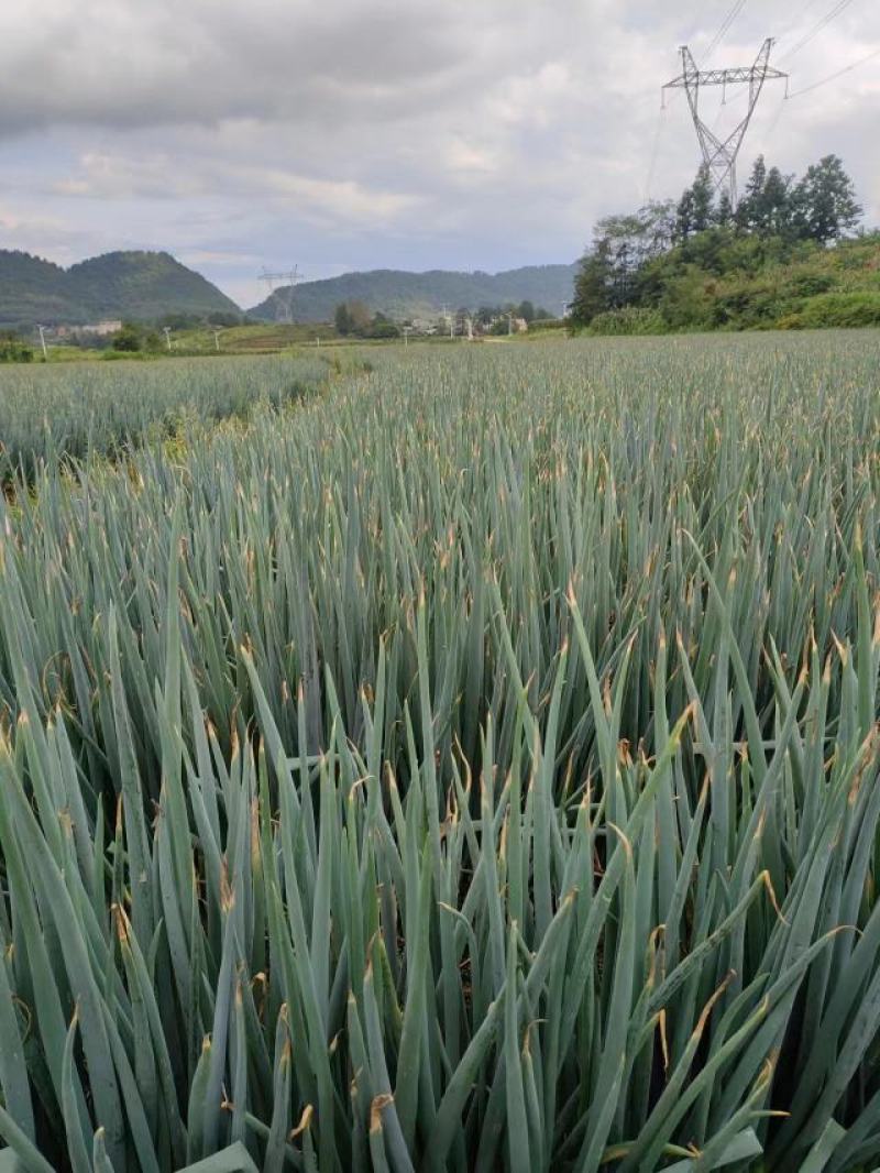 大葱五指葱基地种植一手货源没有中间商大量供应对接全国