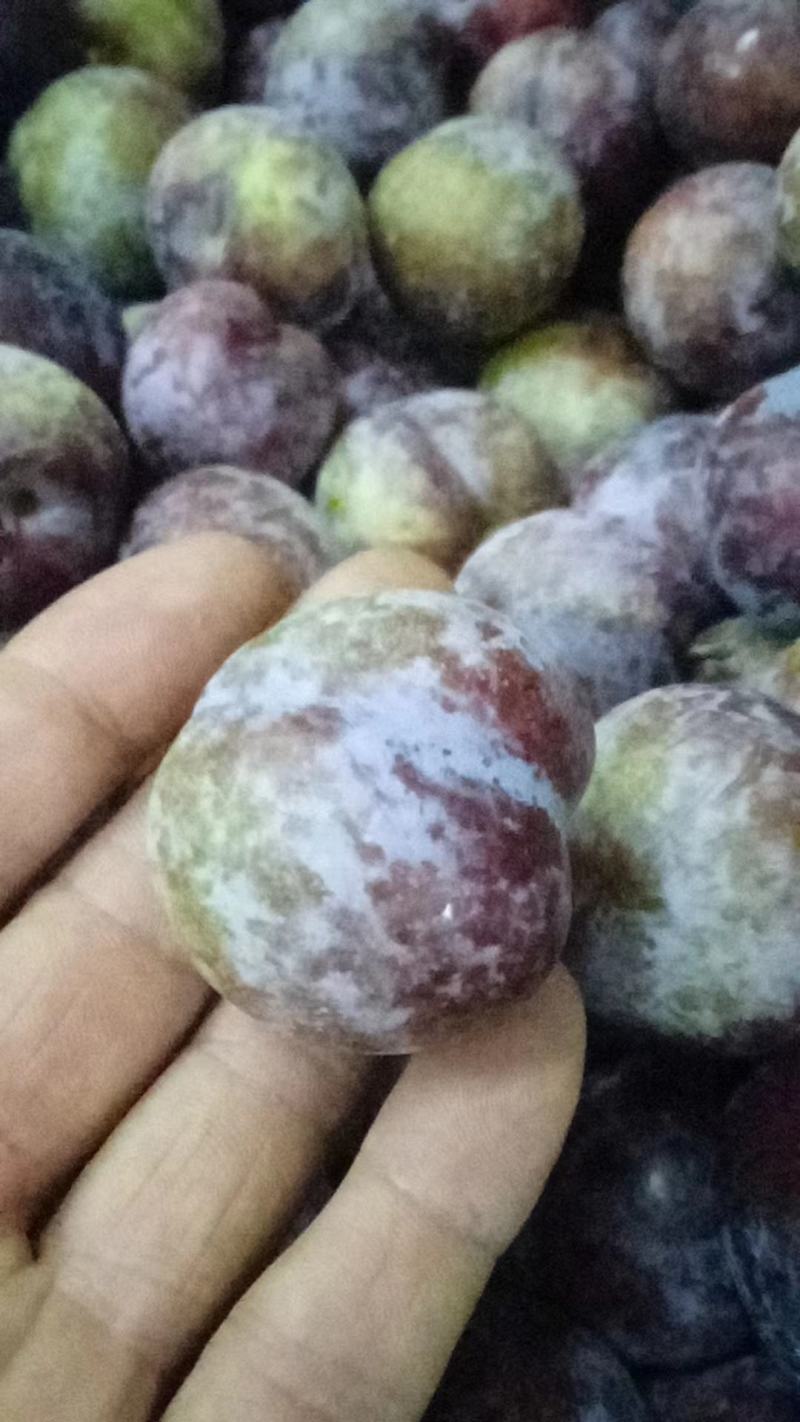 脆红李香甜可口