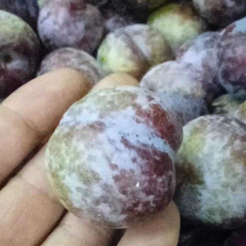 脆红李香甜可口