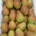 陕西冷库，酥梨精品红香酥梨产地一手货源实力代发全国