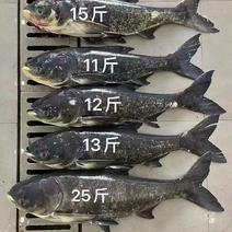 千岛湖活鱼现杀。鱼头。尾巴