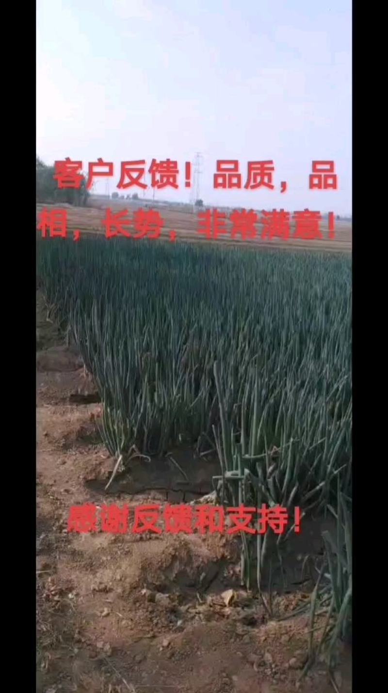 山东铁杆大葱苗，抗病高产，一手货源，诚信第一