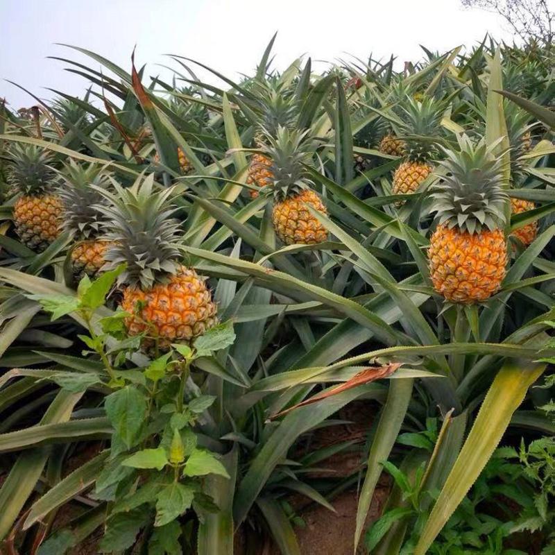 云南凤梨精品菠萝大量上市产地直供一手货源对接市场电商