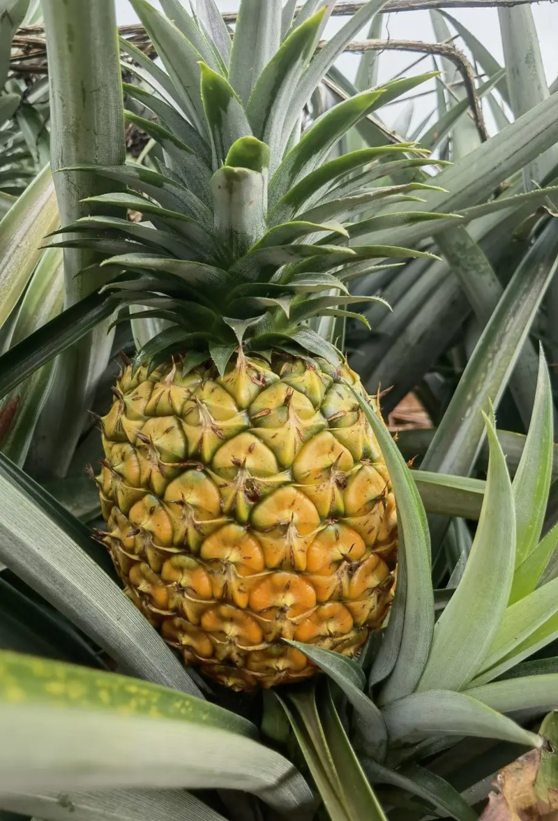 云南凤梨精品菠萝大量上市产地直供一手货源对接市场电商