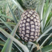 云南菠萝凤梨精品菠萝大量上市产地直供一手货源对接市场