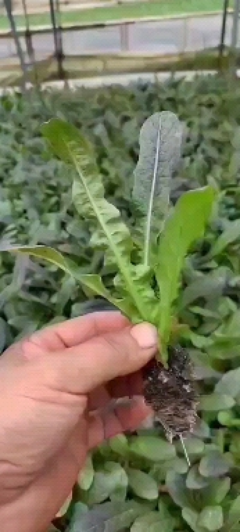 热卖莴笋苗产地直供包技术包成活率支持可视频看货
