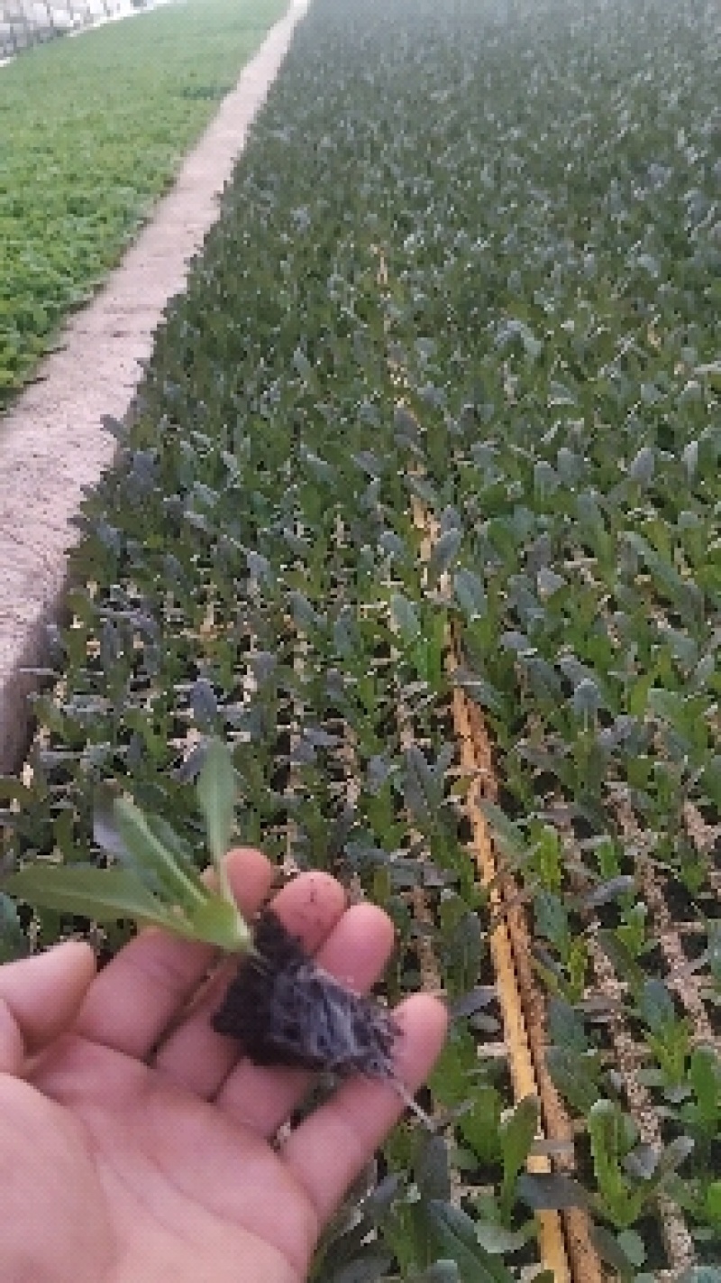 热卖莴笋苗产地直供包技术包成活率支持可视频看货