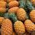 云南凤梨菠萝精品菠萝大量上市产地直供口感好对接市场