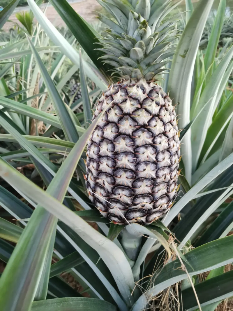 云南凤梨菠萝精品菠萝大量上市产地直供口感好对接市场