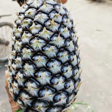云南凤梨菠萝精品菠萝大量上市产地直供口感好对接市场
