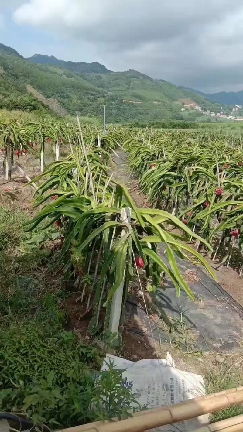 广西百色田林县火龙果