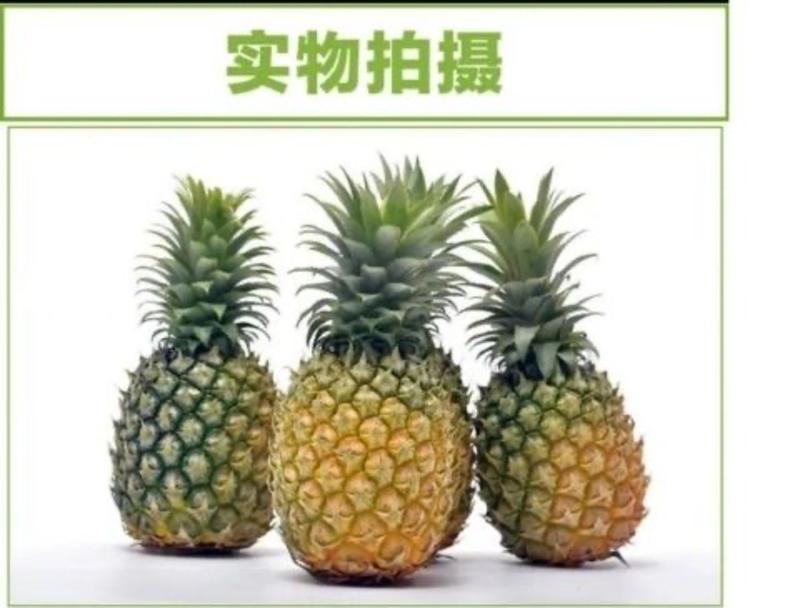 云南菠萝凤梨大量上市产地直供一手货源对接市场电商