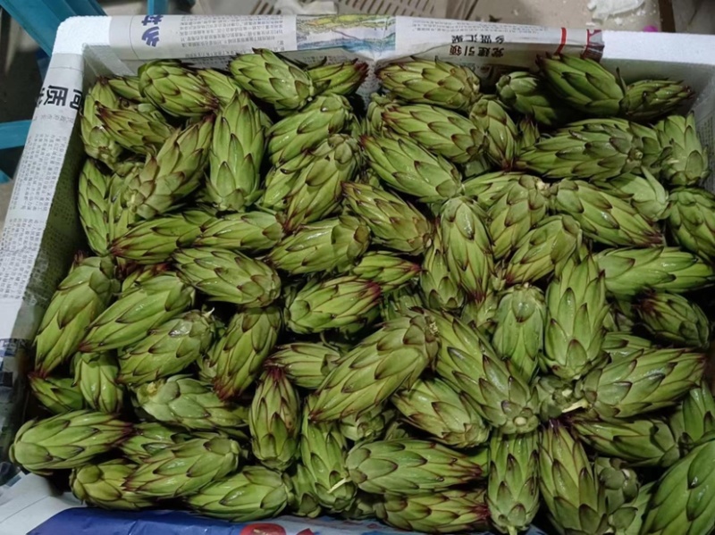 闽南火龙果花霸王花欢迎大中小型商家进店咨询
