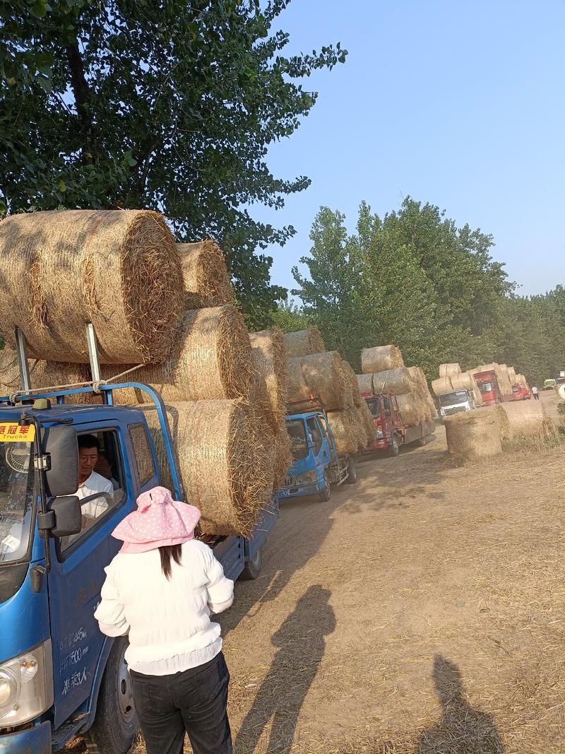 【常年供应】小麦秸秆（牛羊草料）无杂质产地批发品质保证