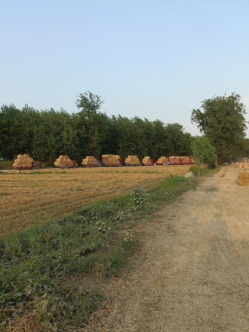【常年供应】小麦秸秆（牛羊草料）无杂质产地批发品质保证