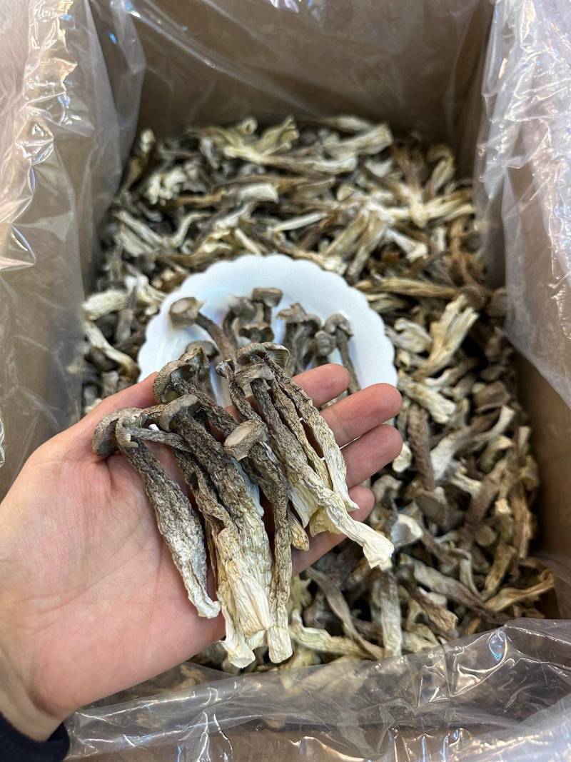 特级鹿茸菇足干大条规格齐全产地直供规格齐全香味浓郁