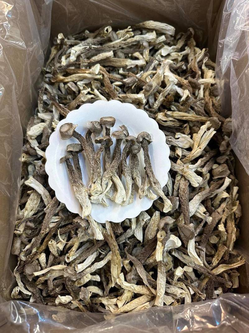 特级鹿茸菇足干大条规格齐全产地直供规格齐全香味浓郁