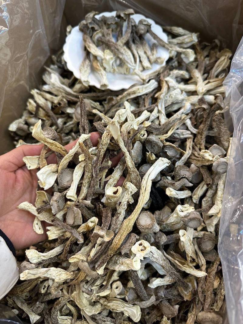 特级鹿茸菇足干大条规格齐全产地直供规格齐全香味浓郁