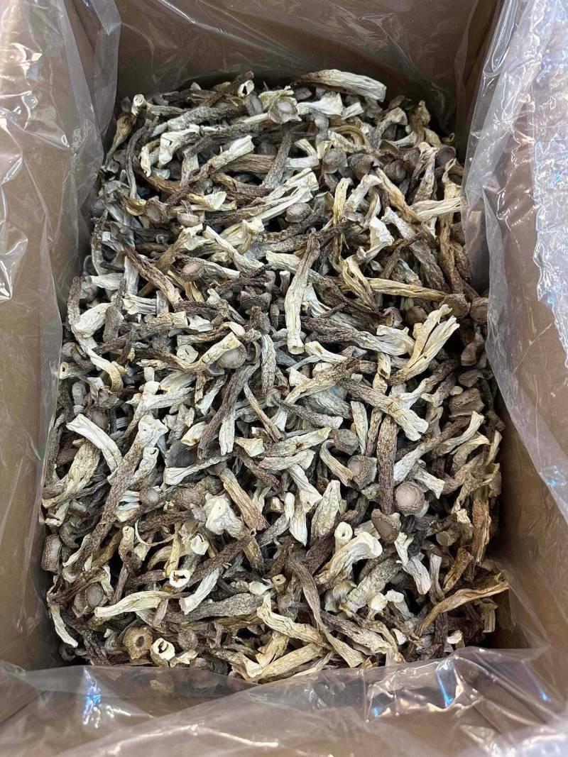 特级鹿茸菇足干大条规格齐全产地直供规格齐全香味浓郁
