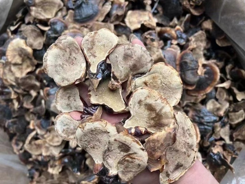 小金边灵芝