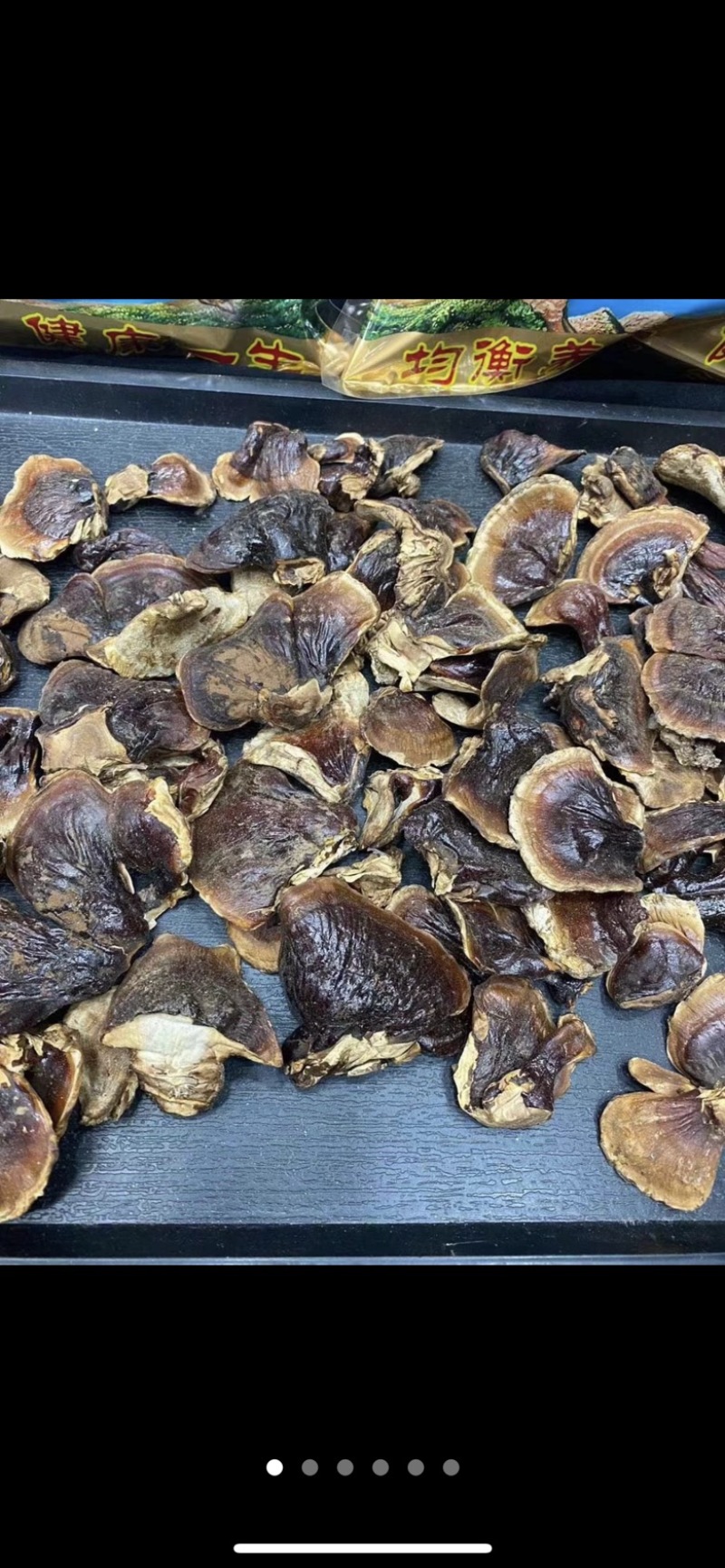 小金边灵芝