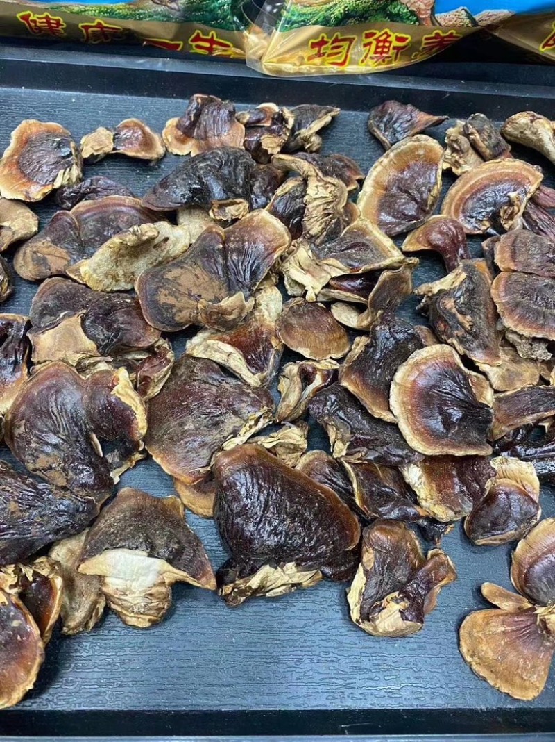 小金边灵芝