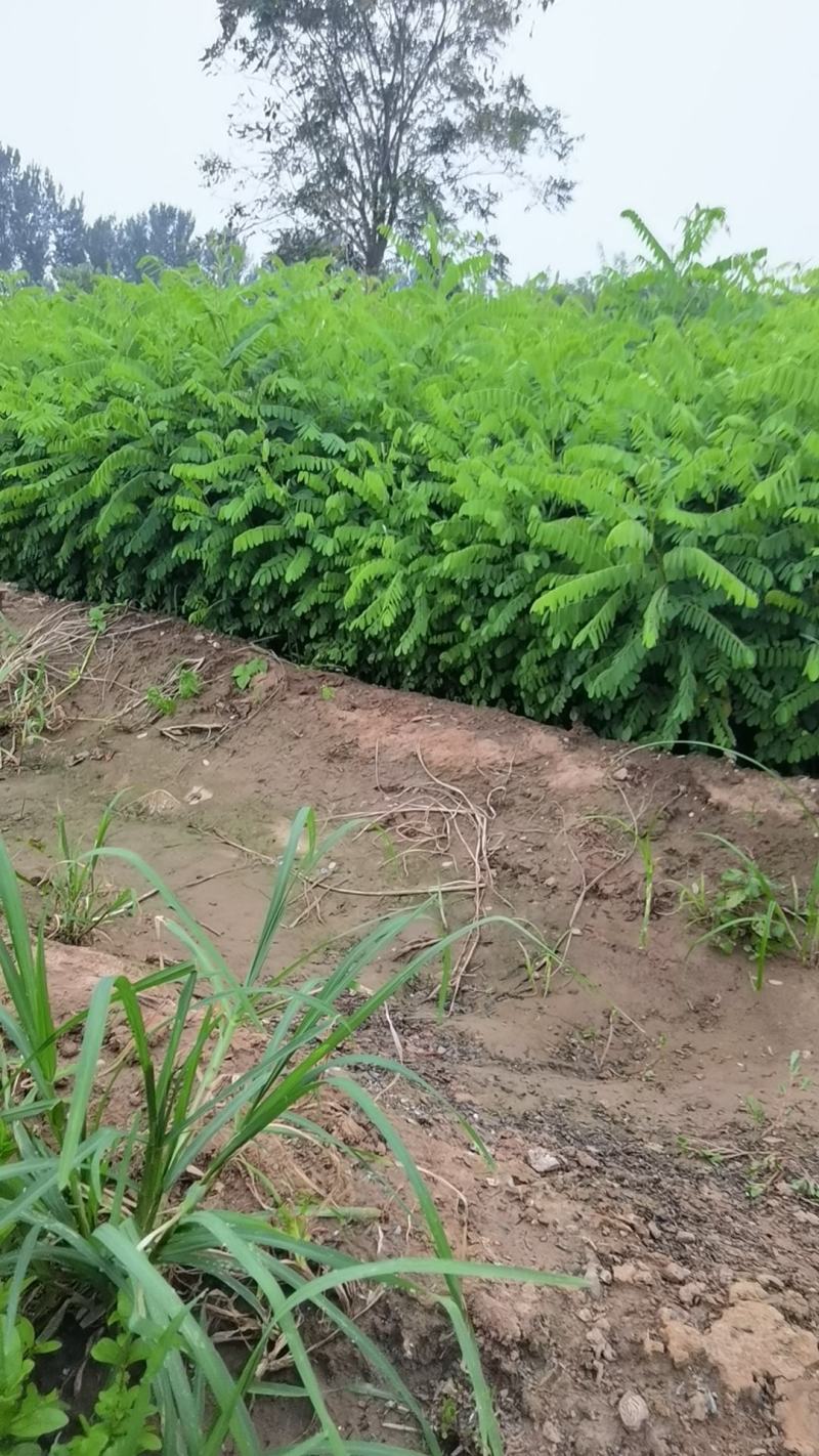 带杯紫穗槐