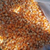 缅甸进口玉米