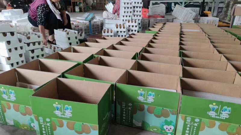 江山翠香猕猴桃果园直发当天上午采摘下午发货可一件代发