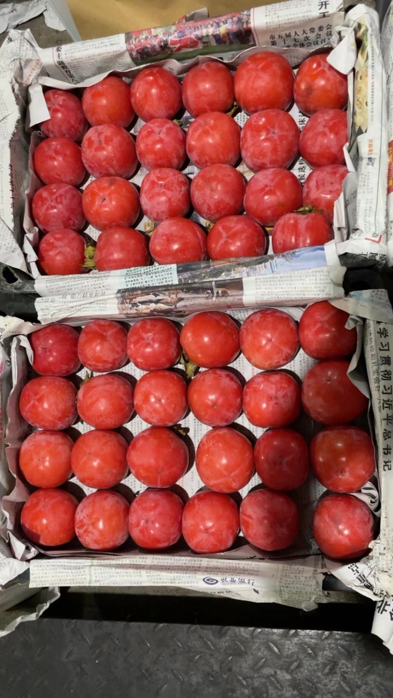 红柿灯柿