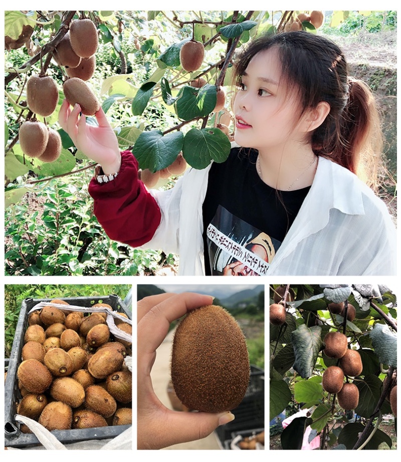 江山徐香猕猴桃果园直发当天上午采摘下午发货可一件代发