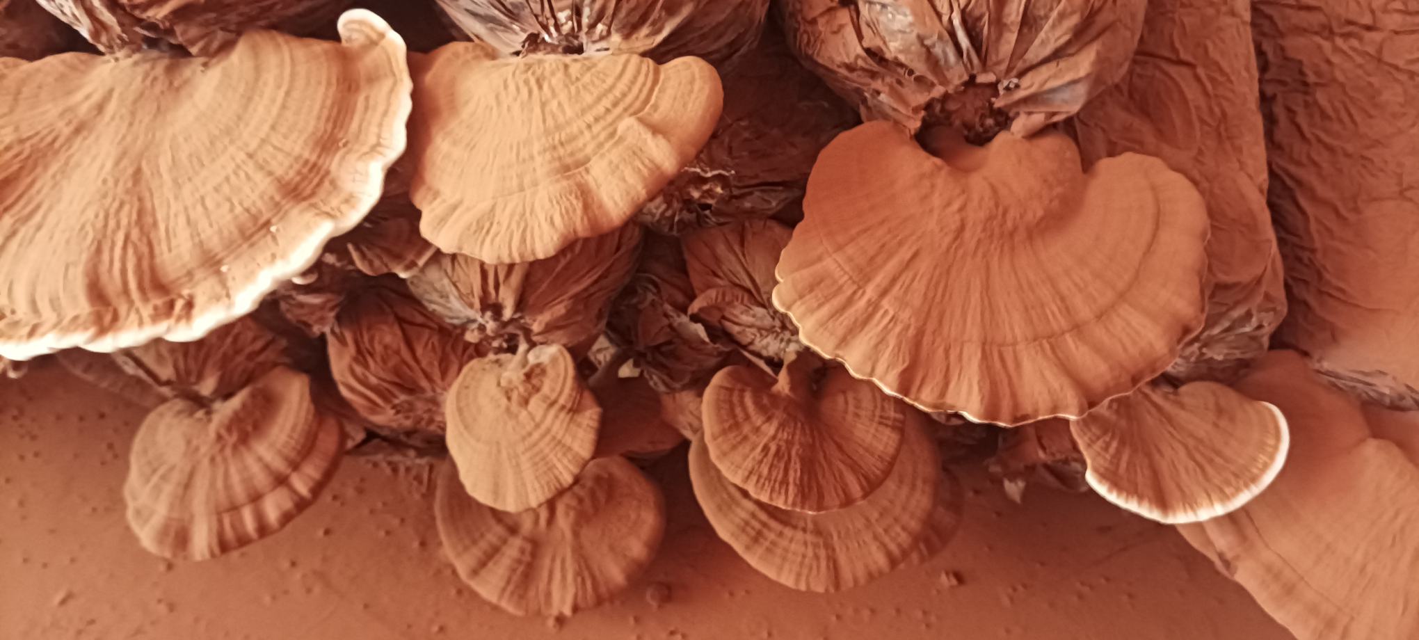 图片说明:特写镜头展示一株干燥的黄色赤灵芝,其菌盖呈扇形,边缘微卷,整体色泽均匀,表面光滑有光泽,背景为自然木质纹理 黄色赤灵芝的特写照片