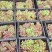 大量供应克伦生榨汁果