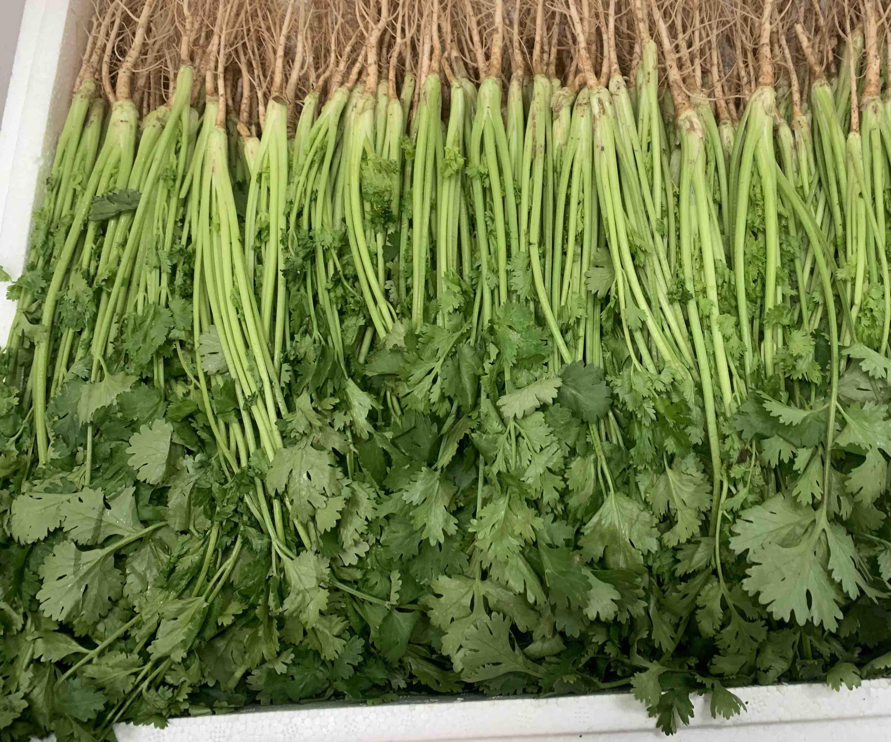 大叶芫荽成熟植株,叶片宽大,颜色翠绿 大叶芫荽植株