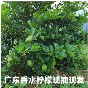 广东香水柠檬，1/2级果，不分次一级