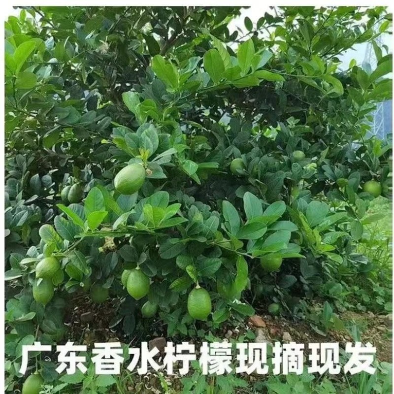 广东香水柠檬，1/2级果，不分次一级